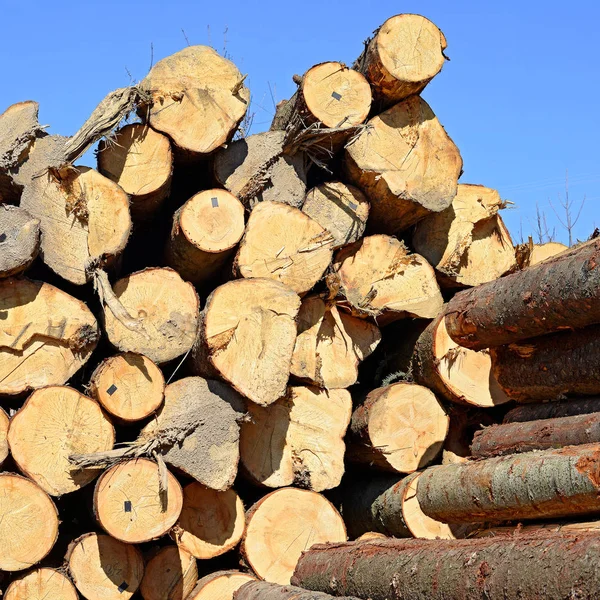 Pile Wood Logs Timber Background — 스톡 사진