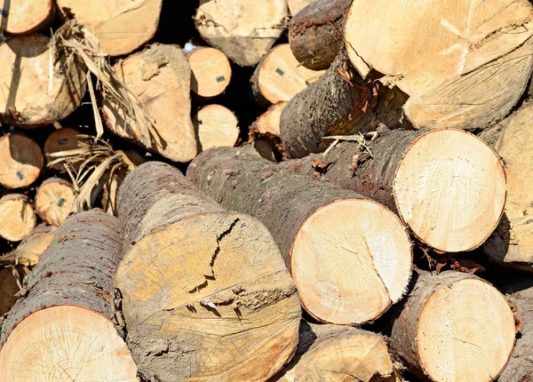Pile Wood Logs Timber Background — Zdjęcie stockowe