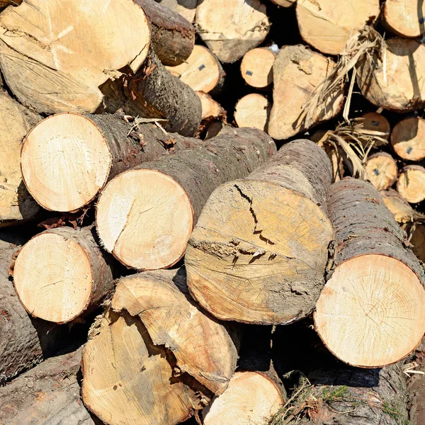 Pile Wood Logs Timber Background — Fotografia de Stock
