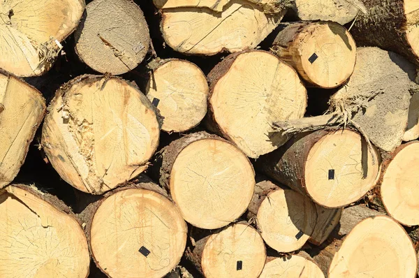 Pile Wood Logs Timber Background — Stock Photo, Image