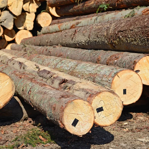 Pile Wood Logs Timber Background — Stockfoto