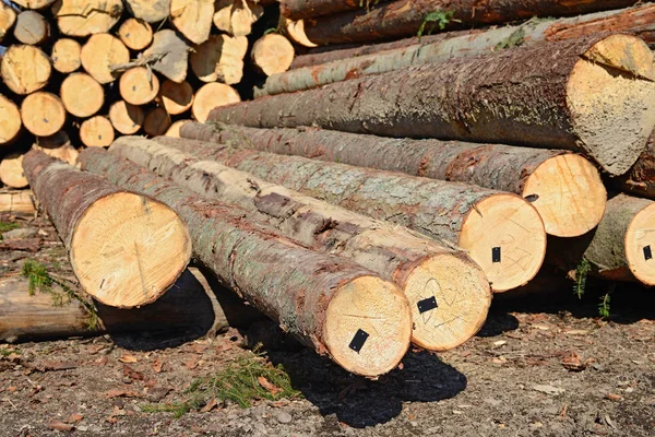 Pile Wood Logs Timber Background — Fotografia de Stock