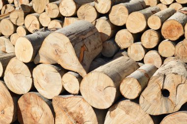 pile of wood logs, timber background