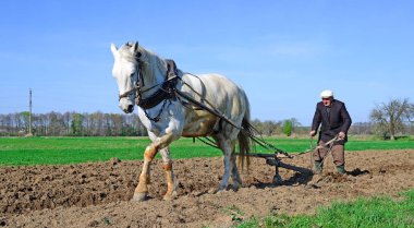 Kalush, Ukraine - April 24: Fallowing of a spring field by a manual plow on horse-drawn near the town Kalush, Western Ukraine April 24, 2015