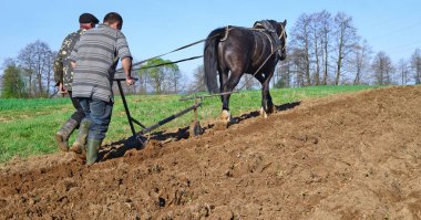 Kalush, Ukraine - April 24: Fallowing of a spring field by a manual plow on horse-drawn near the town Kalush, Western Ukraine April 24, 2015