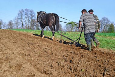 Kalush, Ukraine - April 24: Fallowing of a spring field by a manual plow on horse-drawn near the town Kalush, Western Ukraine April 24, 2015
