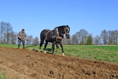 Kalush, Ukraine - April 24: Fallowing of a spring field by a manual plow on horse-drawn near the town Kalush, Western Ukraine April 24, 2015