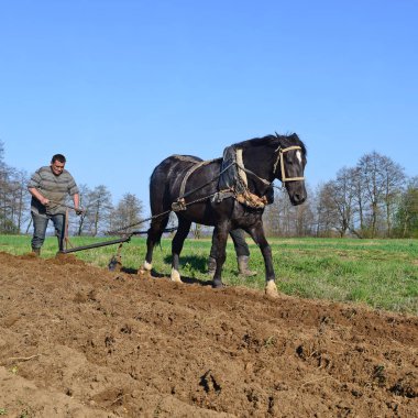 Kalush, Ukraine - April 24: Fallowing of a spring field by a manual plow on horse-drawn near the town Kalush, Western Ukraine April 24, 2015