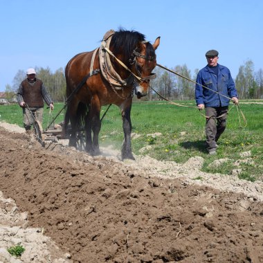 Kalush, Ukraine - April 24: Fallowing of a spring field by a manual plow on horse-drawn near the town Kalush, Western Ukraine April 24, 2015