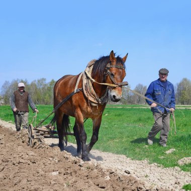 Kalush, Ukraine - April 24: Fallowing of a spring field by a manual plow on horse-drawn near the town Kalush, Western Ukraine April 24, 2015