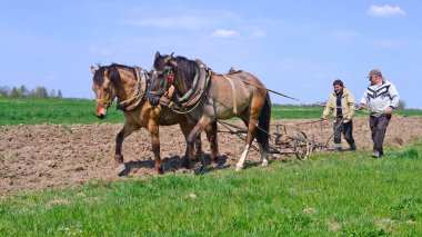 Kalush, Ukraine - April 24: Fallowing of a spring field by a manual plow on horse-drawn near the town Kalush, Western Ukraine April 24, 2015
