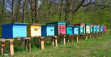 Bahar bahçesinde parlak arı kovanları