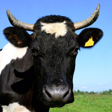 Çayırdaki güzel siyah beyaz ineğe yaklaş.