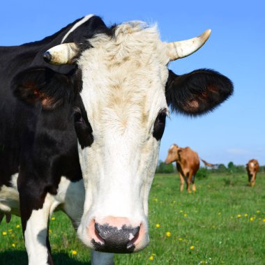 bir yaz yaz kırsal manzara mera üzerinde ineklerin