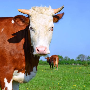 Kırsal alanda yaz otlağındaki inekler