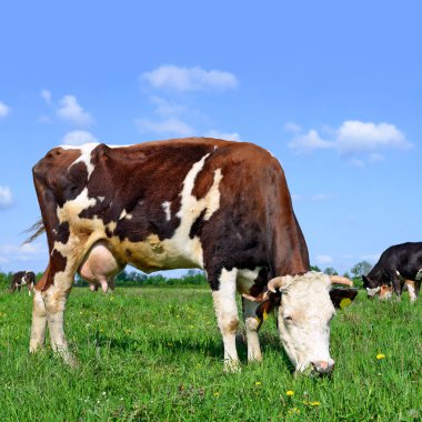 bir yaz yaz kırsal manzara mera üzerinde ineklerin