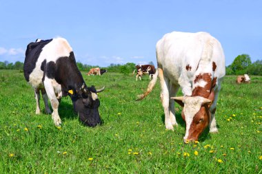 bir yaz yaz kırsal manzara mera üzerinde ineklerin