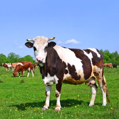 bir yaz yaz kırsal manzara mera üzerinde ineklerin