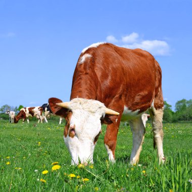 bir yaz yaz kırsal manzara mera üzerinde ineklerin
