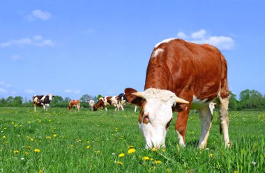 bir yaz yaz kırsal manzara mera üzerinde ineklerin