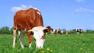 bir yaz yaz kırsal manzara mera üzerinde ineklerin