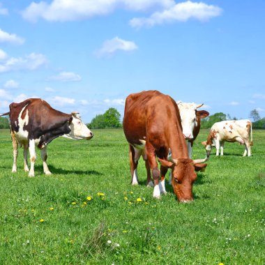 bir yaz yaz kırsal manzara mera üzerinde ineklerin
