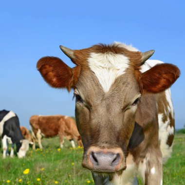bir yaz yaz kırsal manzara mera üzerinde ineklerin.