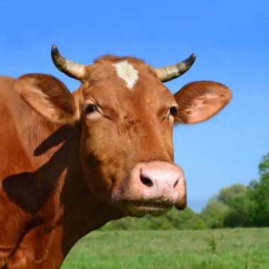 Yaz aylarında merada otlatma