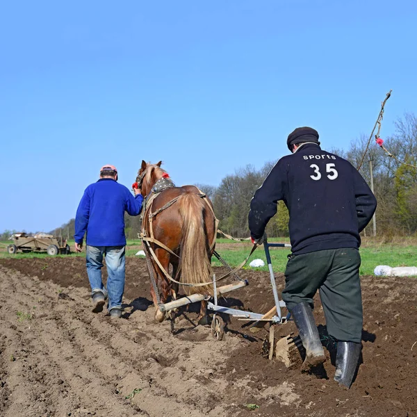 Kalush Ucrânia Abril 2017 Fallowing Spring Field Manual Plow Horse — Fotografia de Stock