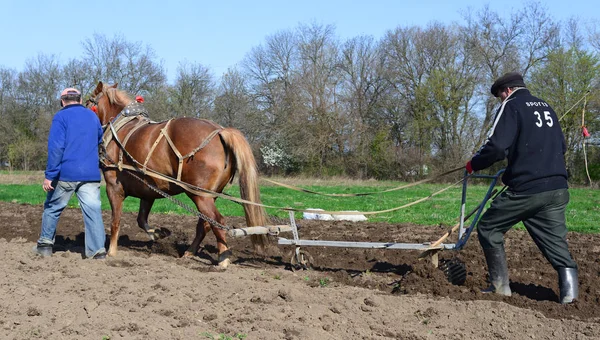 Kalush Ucrânia Abril 2017 Fallowing Spring Field Manual Plow Horse — Fotografia de Stock