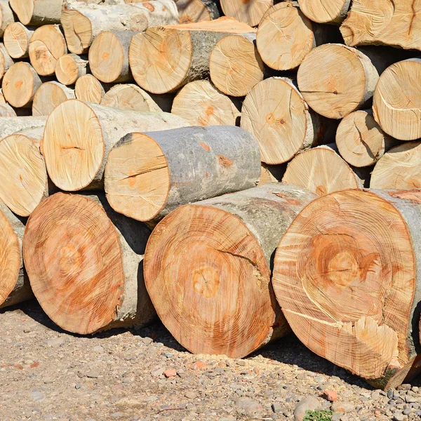 Pila Troncos Madera Fondo Madera —  Fotos de Stock