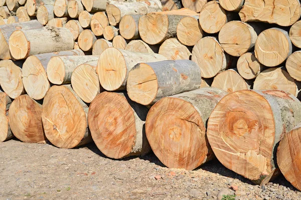 Pile Wood Logs Timber Background — Stockfoto