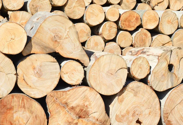 Stapel Von Holzstämmen Holz Hintergrund — Stockfoto