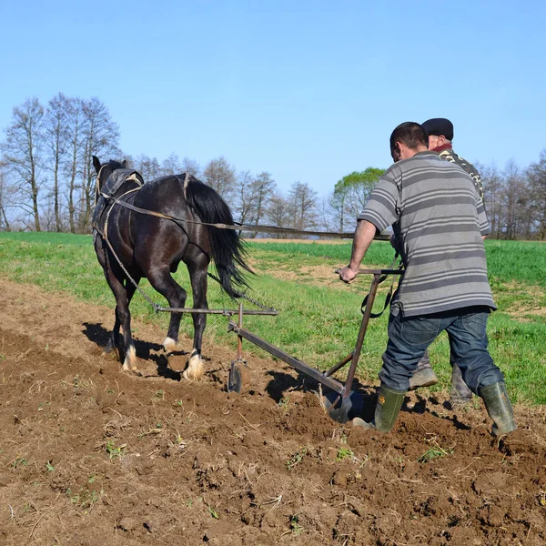 Kalush Ukraine April Fallowing Spring Field Manual Plow Horse Drawn — Stockfoto