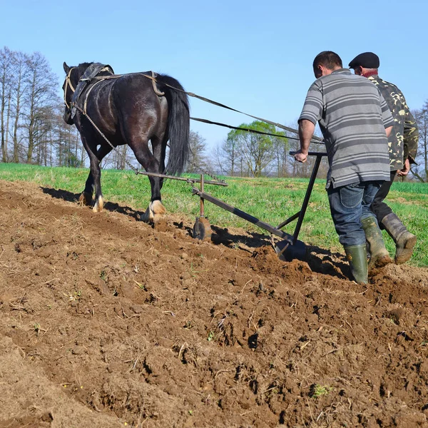 Kalush Ukraine April Fallowing Spring Field Manual Plow Horse Drawn — Stockfoto