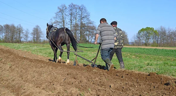 Kalush Ukraine April Fallowing Spring Field Manual Plow Horse Drawn —  Fotos de Stock