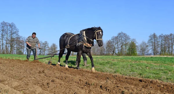 Kalush Ukraine April Fallowing Spring Field Manual Plow Horse Drawn — Stock fotografie