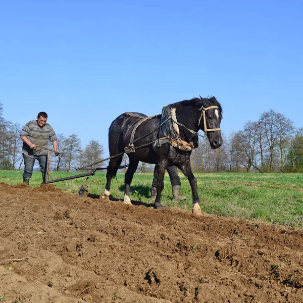 Kalush Ukraine April Fallowing Spring Field Manual Plow Horse Drawn — Stockfoto