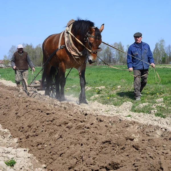 Kalush Ukraine April Fallowing Spring Field Manual Plow Horse Drawn — Stockfoto