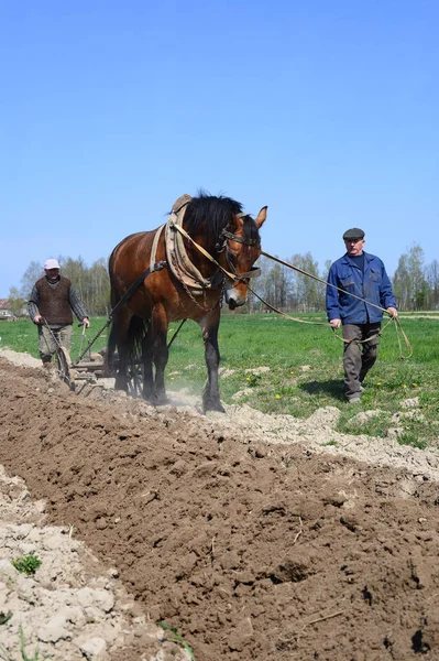 Kalush Ukraine April Fallowing Spring Field Manual Plow Horse Drawn — 图库照片