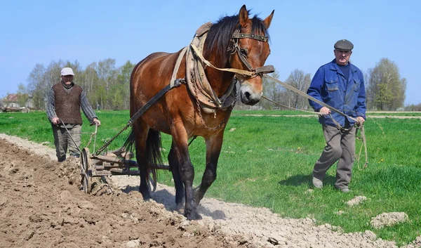 Kalush Ucraina Aprile Messa Riposo Campo Primaverile Aratro Manuale Cavalli — Foto Stock