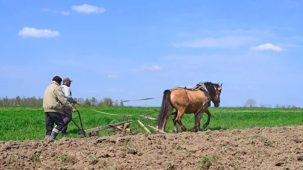 Kalush Ukraine April Fallowing Spring Field Manual Plow Horse Drawn — Photo