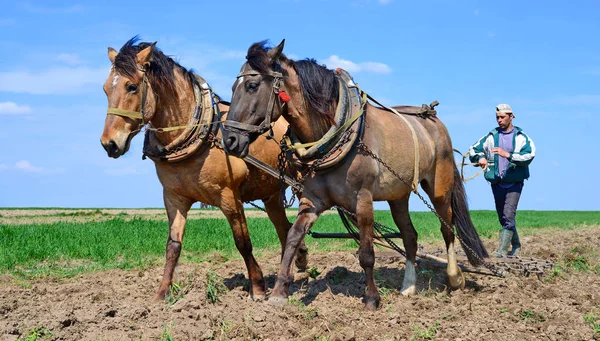 Kalush Ukraine April Fallowing Spring Field Manual Plow Horse Drawn — Stock Photo, Image