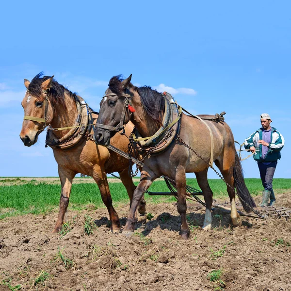 Kalush Ukraine April Fallowing Spring Field Manual Plow Horse Drawn — Stockfoto