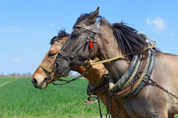 Horse Green Field Background — 图库照片