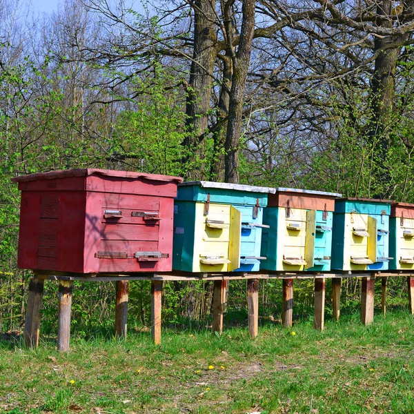 Bahar Bahçesinde Parlak Arı Kovanları — Stok fotoğraf