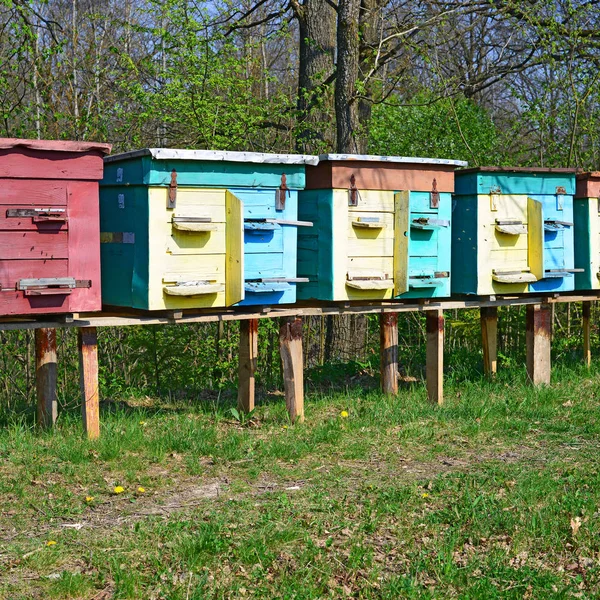 Bahar Bahçesinde Parlak Arı Kovanları — Stok fotoğraf