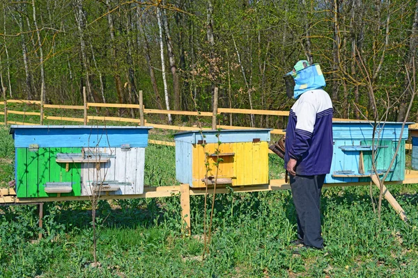 Beekeeper Inspects Bee Hives — Stok fotoğraf