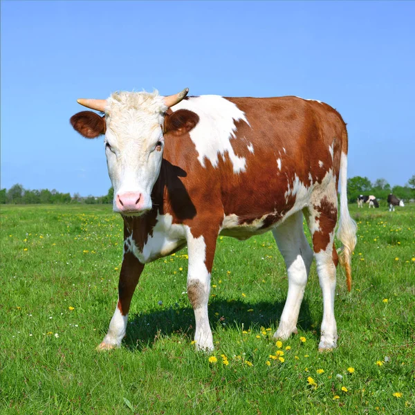 Nahaufnahme Einer Schönen Braunen Und Weißen Kuh Auf Der Weide — Stockfoto