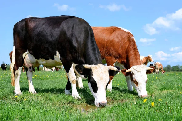 Αγελάδες Καλοκαιρινό Βοσκότοπο Αγροτικό Τοπίο — Φωτογραφία Αρχείου